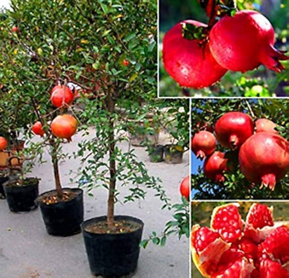 Pomegranate - Fruit for planting in home garden